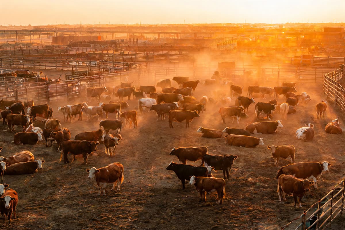 Feedlot Bovino Integrado